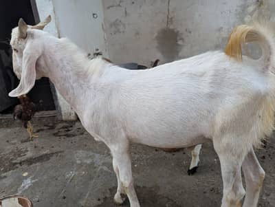 andu  bakra