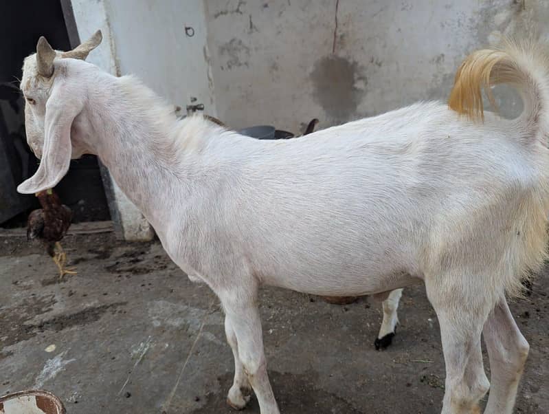 andu  bakra 0