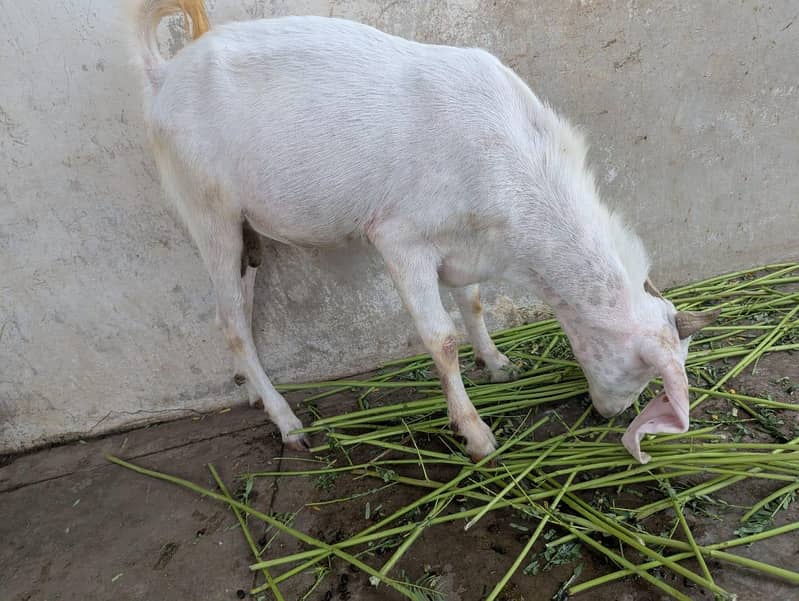 andu  bakra 1