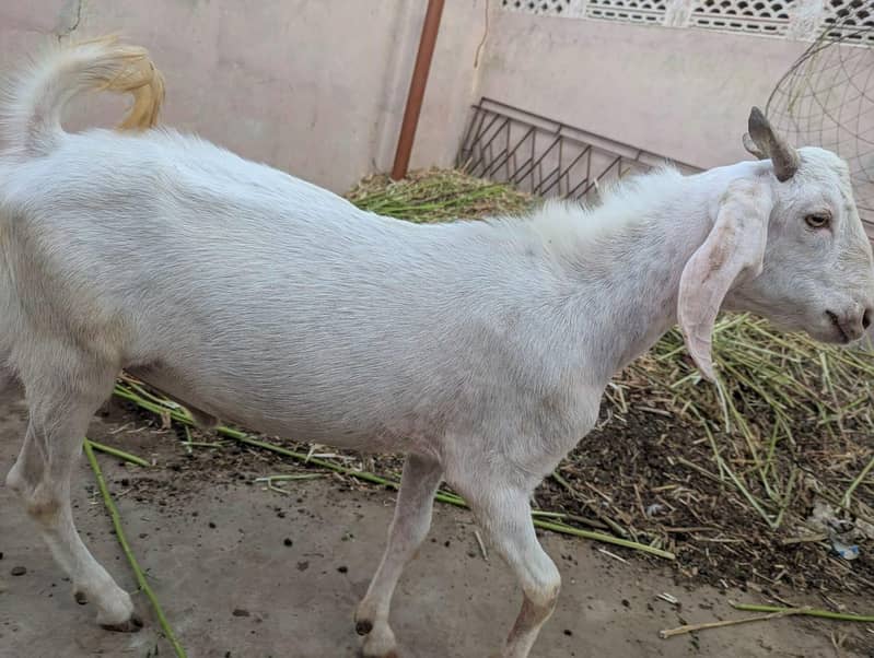 andu  bakra 3