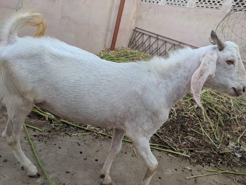 andu  bakra 5