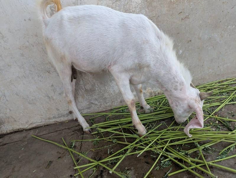 andu  bakra 6