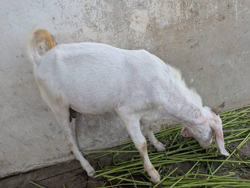 andu  bakra 8