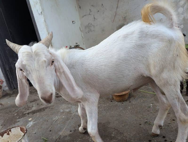 andu  bakra 9