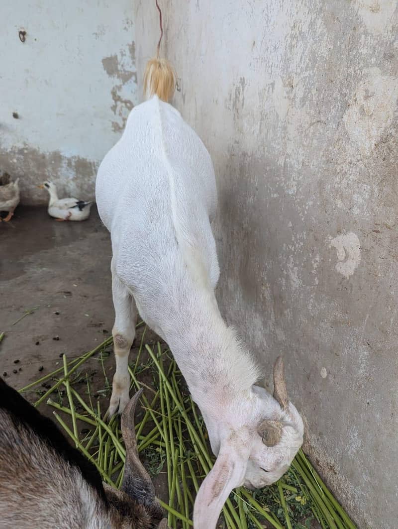andu  bakra 11