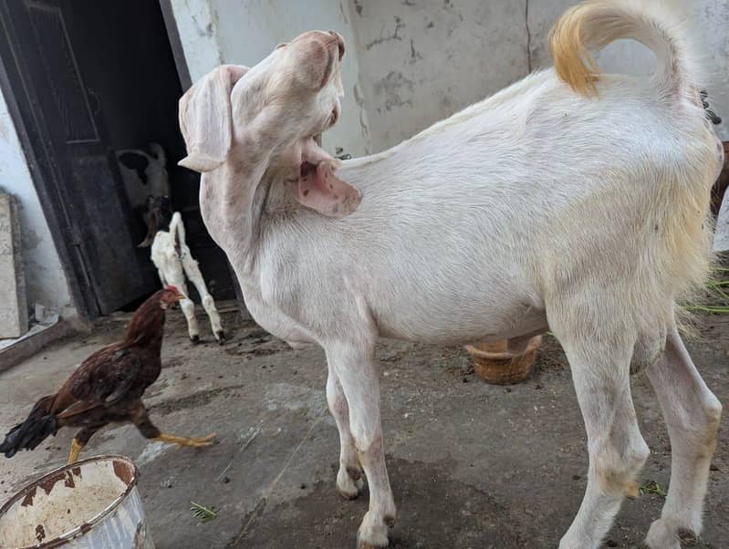 andu  bakra 12