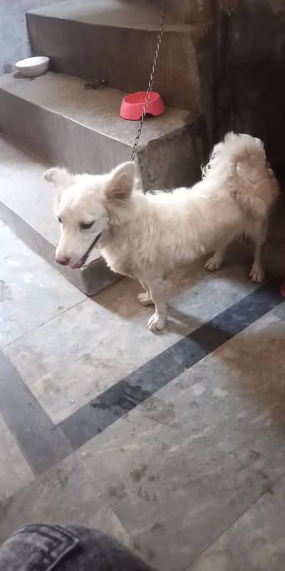 Russian dog female 8 month Lahore