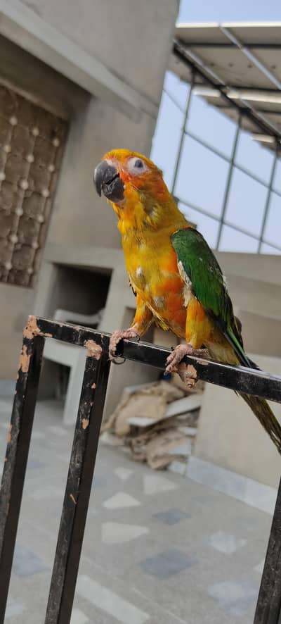 8 Months Old Tame Sun Conure Parrot For Sale – Beautiful & Healthy"