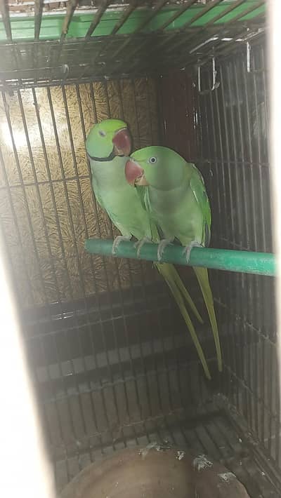 raw kashmiri parrots