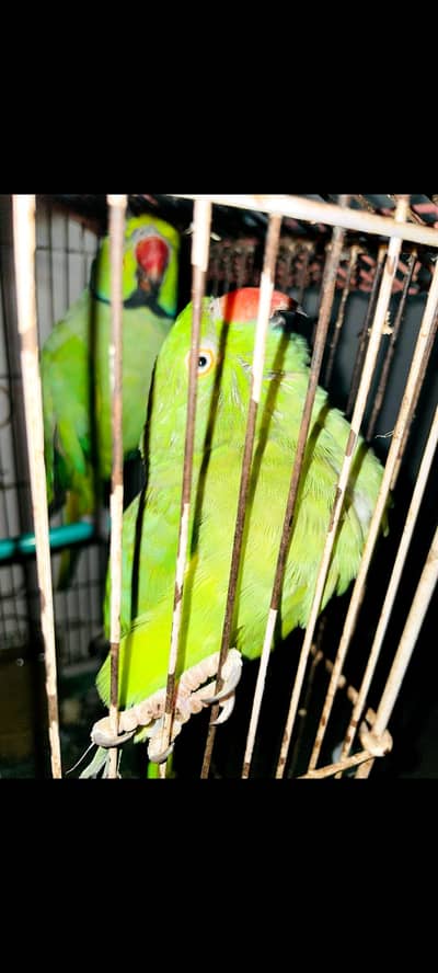Talking parrot female with cage 6000