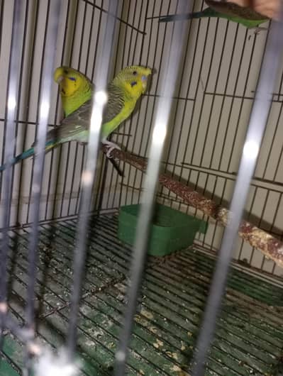 black wings split black face breeder Pair available