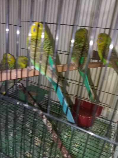 black wings urgent sale split black face breeder Pair available