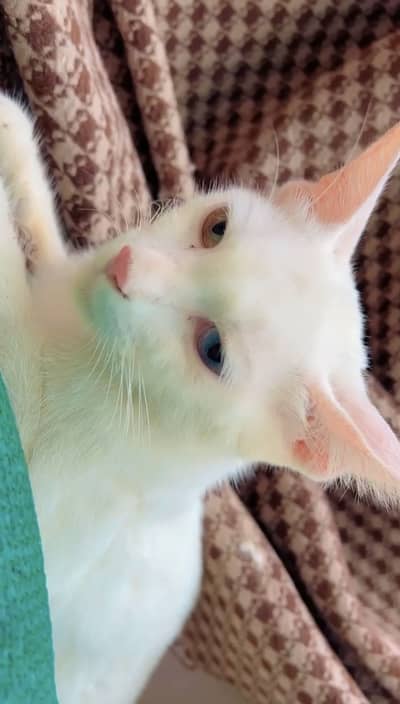 Cat for sale