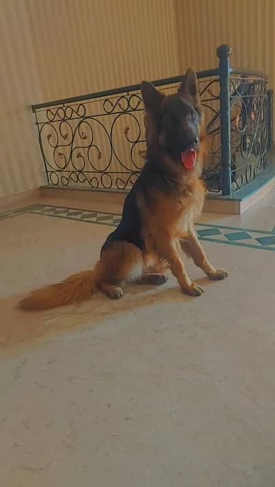 Male German Shepherd| Triple Long Coat | Basic Training Done