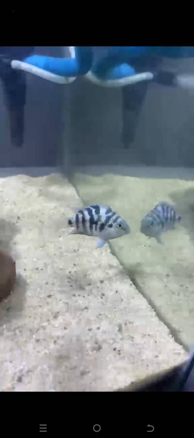 Polar Blue Pair | Convict | Cichlid | Fish