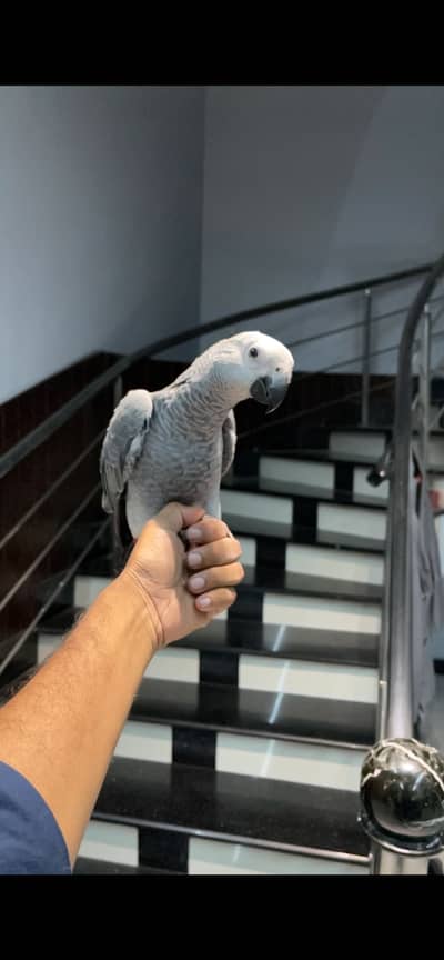 Self grey parrot