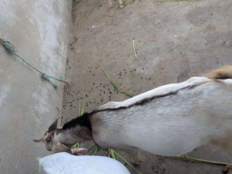 andu  bakra 13