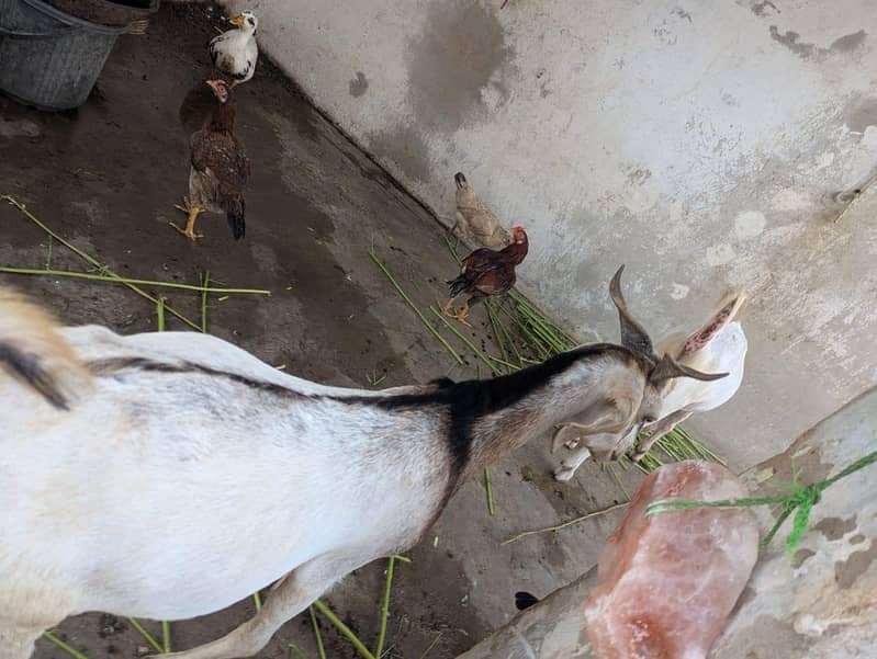 andu  bakra 14