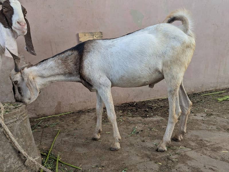 andu  bakra 15