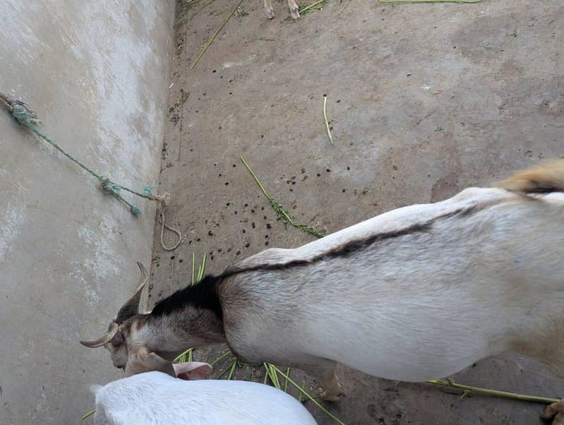 andu  bakra 16