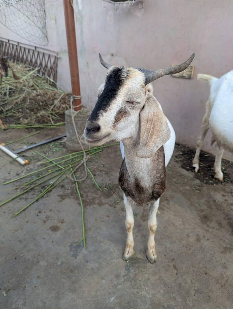 andu  bakra 17