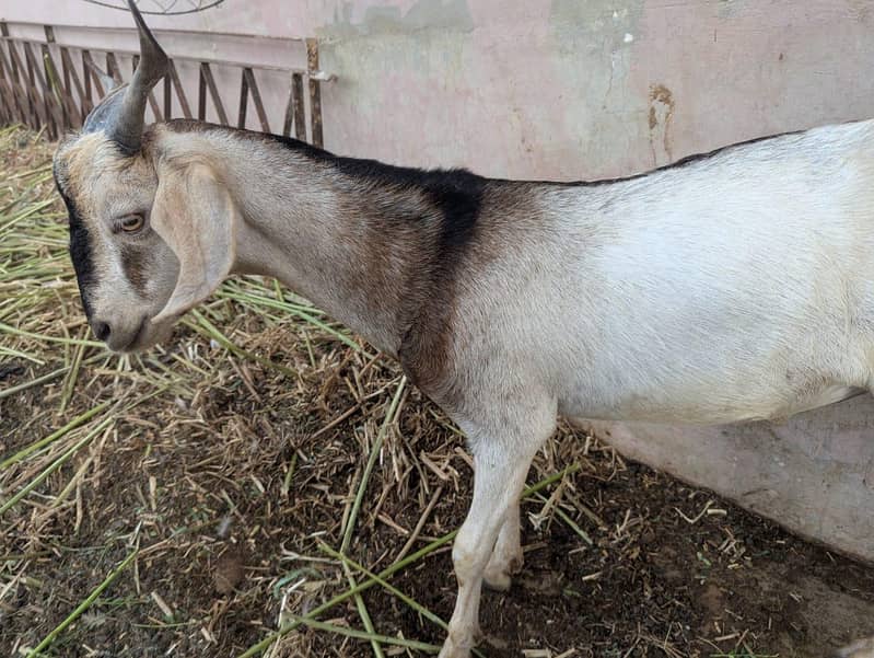 andu  bakra 19