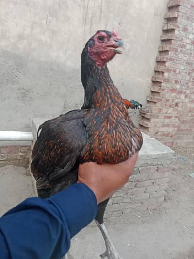valayti female bohat e nayab nasal ki ha.