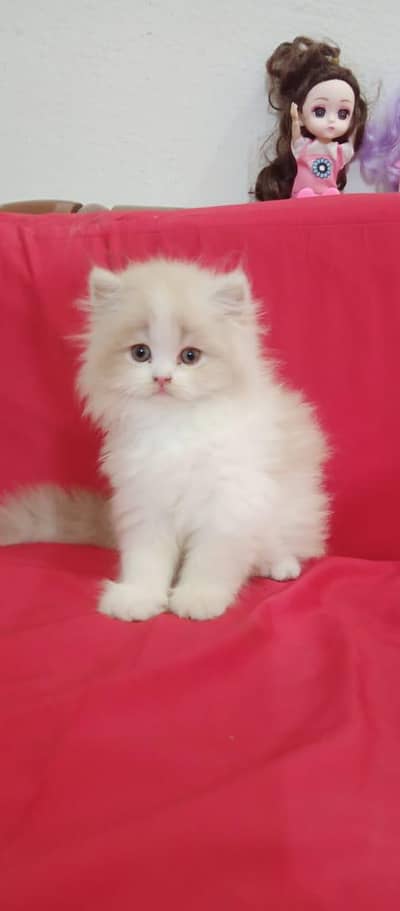 3 cute healthy kittens for sale