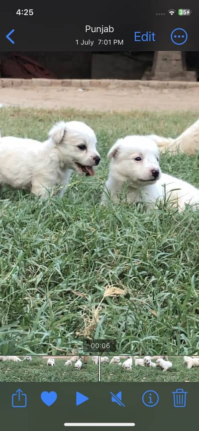 Russions dogs 10/10 persenT payouty White Colour 0 Size