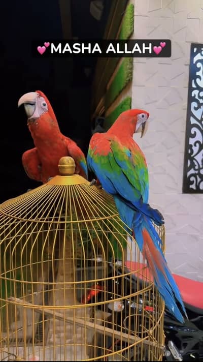 Mollacan cockatoo self green wing macaw   mullacan