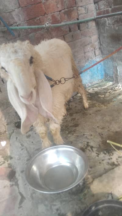doghla bakra hai