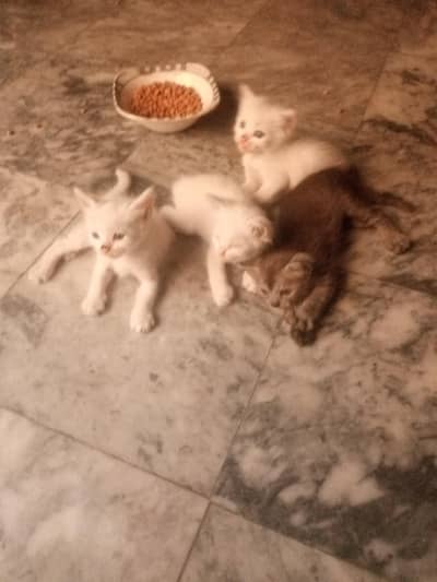 kitten