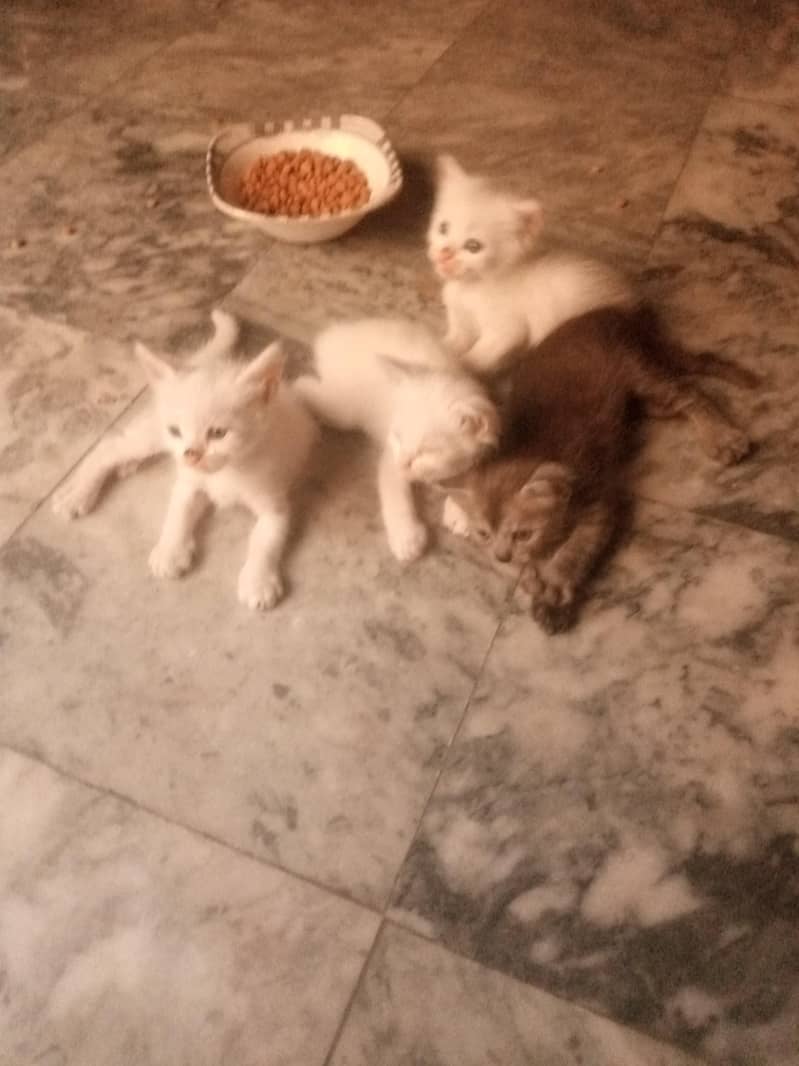 kitten 0
