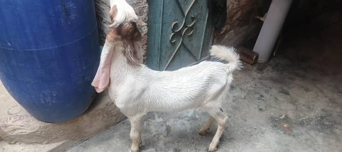 gulabi bakra