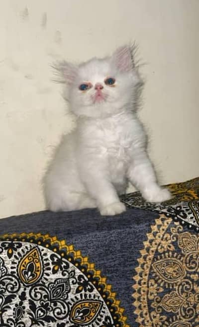 persian cat kittens are available all colours