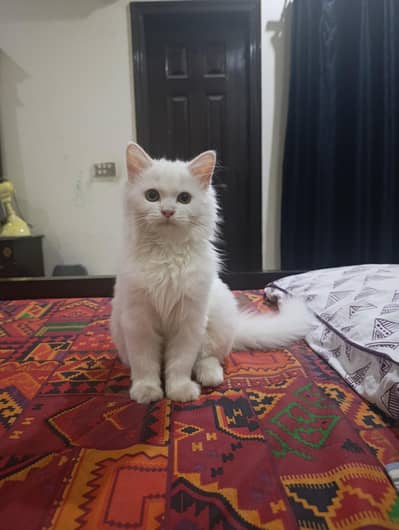 bella