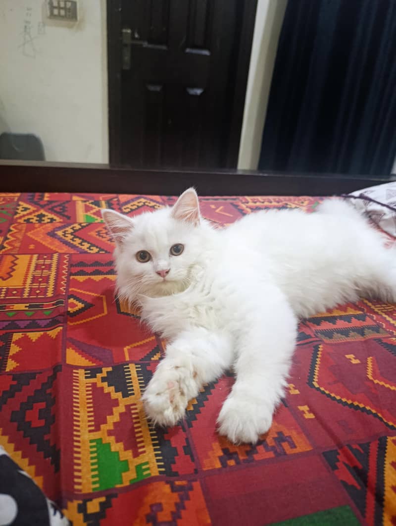 bella 1