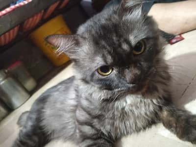 Persian cat