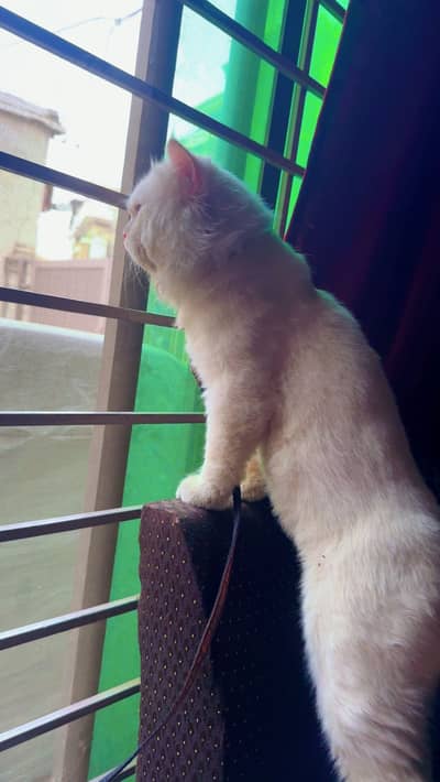 Persian Cat Male For Sale