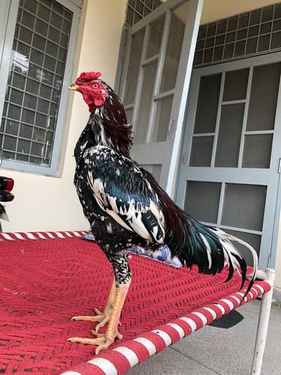 HOME BREED CHINNA MURGA FOR SELL