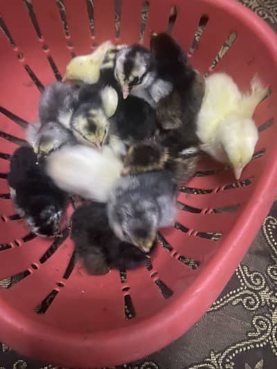 Burmi Thai | Burmi Shamo | Aseel Chicks | Pahari tota |