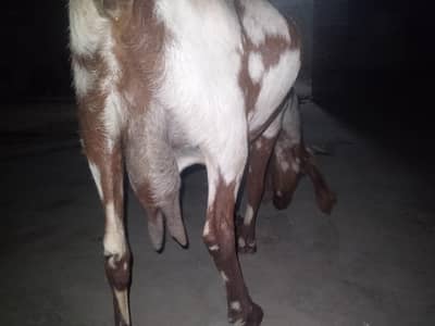 Dasi Damani doodh wali bakri