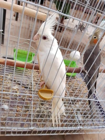 Cockatiel breeding pair hai adult