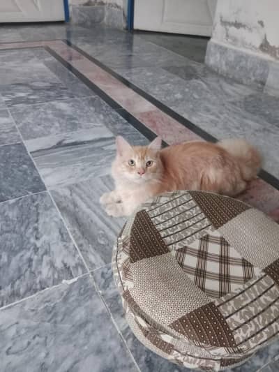 Persian female cat for sale