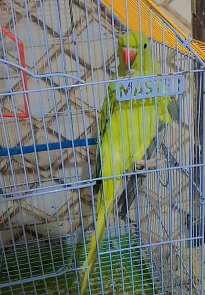 Aslam u alikum talking parrot depend on mood