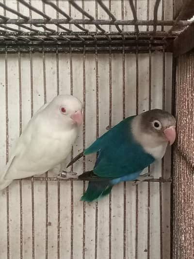 bonded pair bonded pairs.