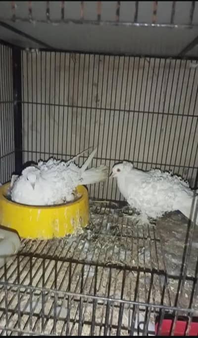 Frillback Breedair Pair Imported bloodline