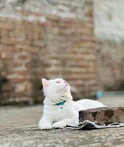 cat persian