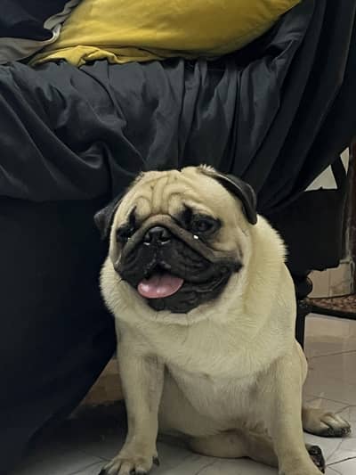 Pedigree Male PUG $tUd