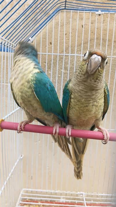 Blue tourquies hand temed pair avaliable